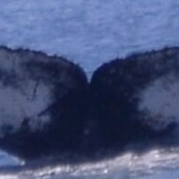 Fluke of HW-MN1308197
