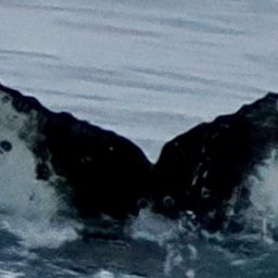 Fluke of HW-MN1308198
