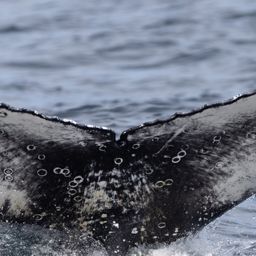 Fluke of HW-MN0805660