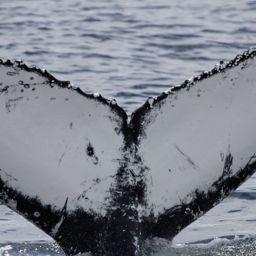 Fluke of HW-MN0805662