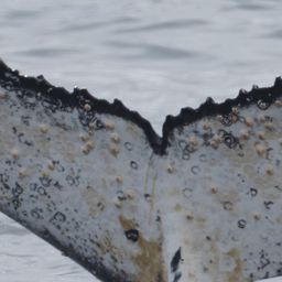 Fluke of HW-MN0805663