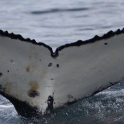 Fluke of HW-MN0805664