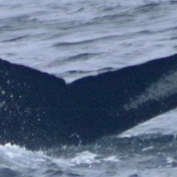 Fluke of Pitcher