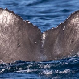 Fluke of 2017-2018 calf of Chompers