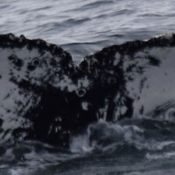 Fluke of HW-MN1301015