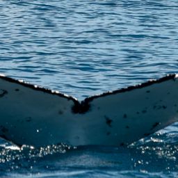 Fluke of HW-MN0805666