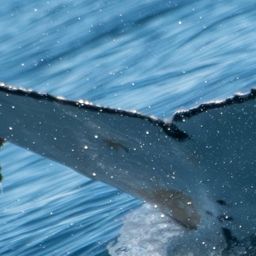 Fluke of HW-MN0805667