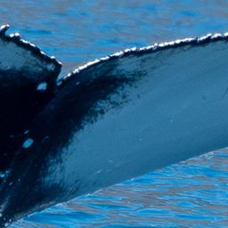 Fluke of HW-MN0805670