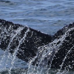 Fluke of HW-MN0805674