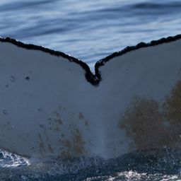 Fluke of HW-MN0805684