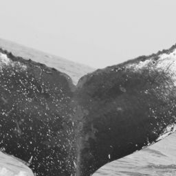 Fluke of Victor