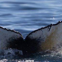 Fluke of HW-MN0805689