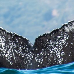 Fluke of HW-MN0805693