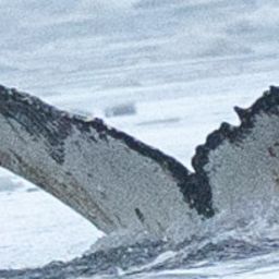 Fluke of HW-MN1308222