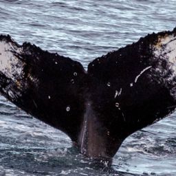 Fluke of HW-MN1301030