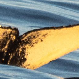 Fluke of HW-MN1308241