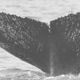 Fluke of CRC-12329
