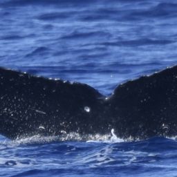 Fluke of HW-MN0445409