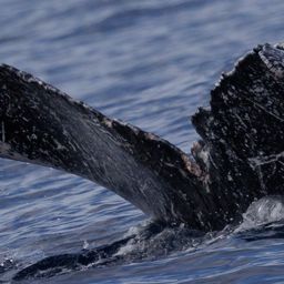 Fluke of HW-MN0445415