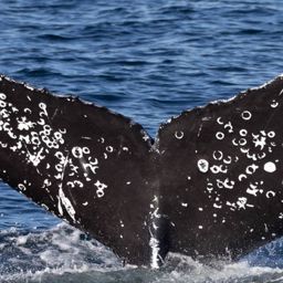 Fluke of HW-MN0504023