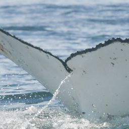 Fluke of HW-MN0805701