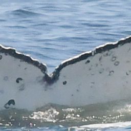 Fluke of HW-MN0805702