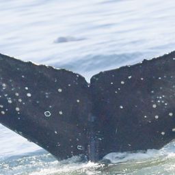 Fluke of HW-MN0805704