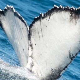 Fluke of HW-MN0805705