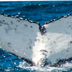 Fluke of HW-MN0805706