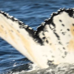 Fluke of HW-MN0805708