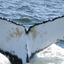 Fluke of HW-MN0805710