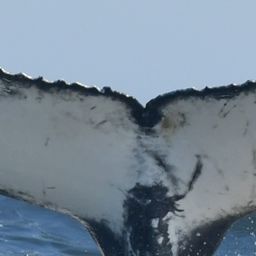 Fluke of HW-MN0805713