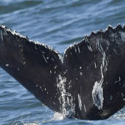Fluke of HW-MN0805714