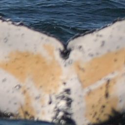 Fluke of HW-MN0805715