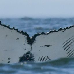 Fluke of HW-MN0805716