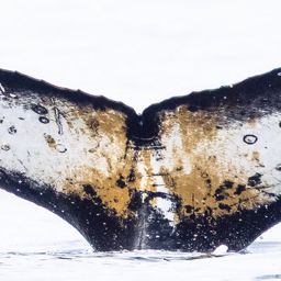 Fluke of HW-MN1308284