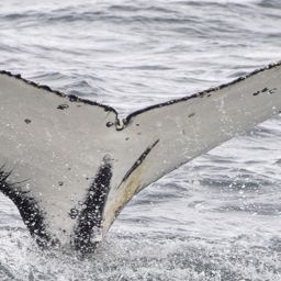 Fluke of HW-MN1308301