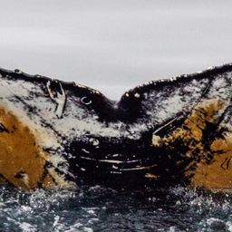 Fluke of HW-MN1308308