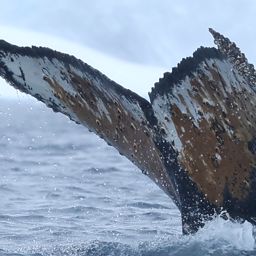 Fluke of HW-MN1308309