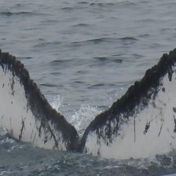 Fluke of HW-MN1308313