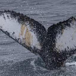 Fluke of HW-MN1308326