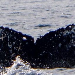 Fluke of HW-MN1308334