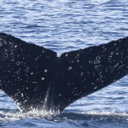 Fluke of HW-MN1308341