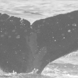 Fluke of CRC-15140