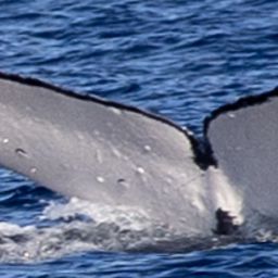 Fluke of HW-MN0445416