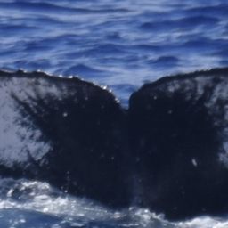 Fluke of HW-MN0445418