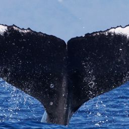 Fluke of HW-MN0445425