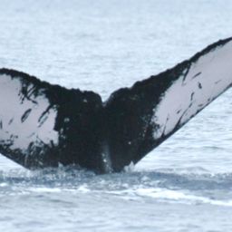 Fluke of HW-MN0440695