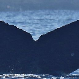 Fluke of HW-MN0445427