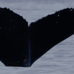 Fluke of HW-MN0445428